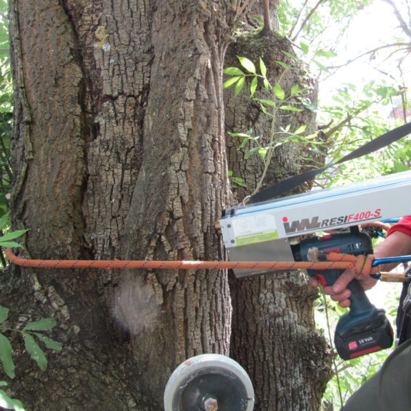 Baumkontrolle ProBaum Eifel