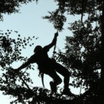 Seilklettertechnik ProBaum Eifel