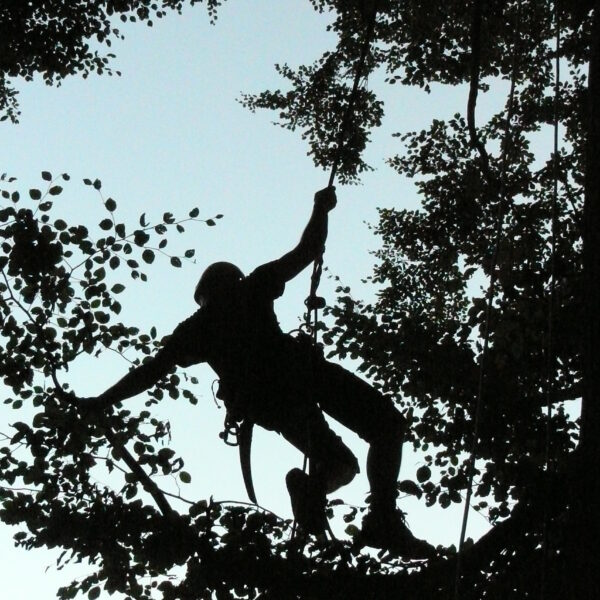 Seilklettertechnik ProBaum Eifel