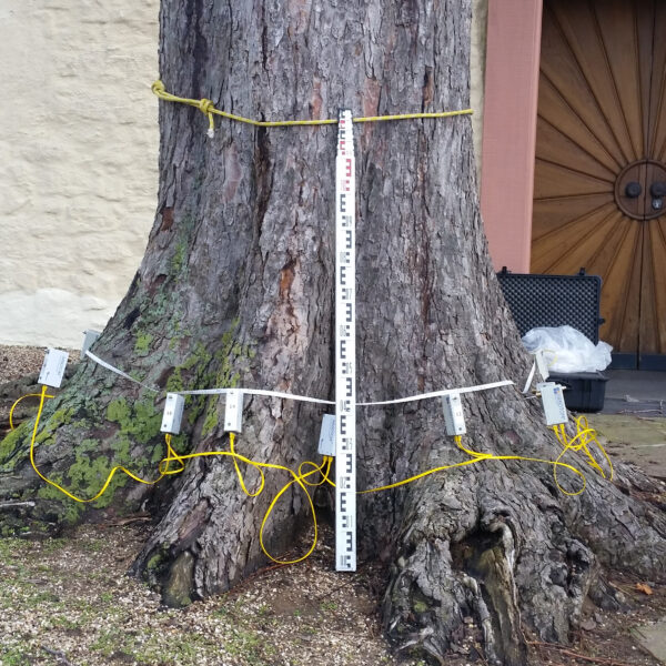 Baumgutachten ProBaum Eifel