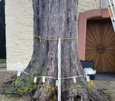 Baumkontrolle ProBaum