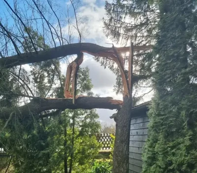 Baumkontrolle ProBaum