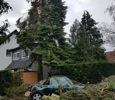 Baumkontrolle ProBaum